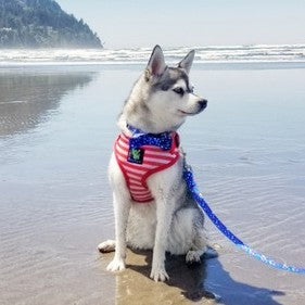 EcoBark Bow Tie Collar - Nautical Print
