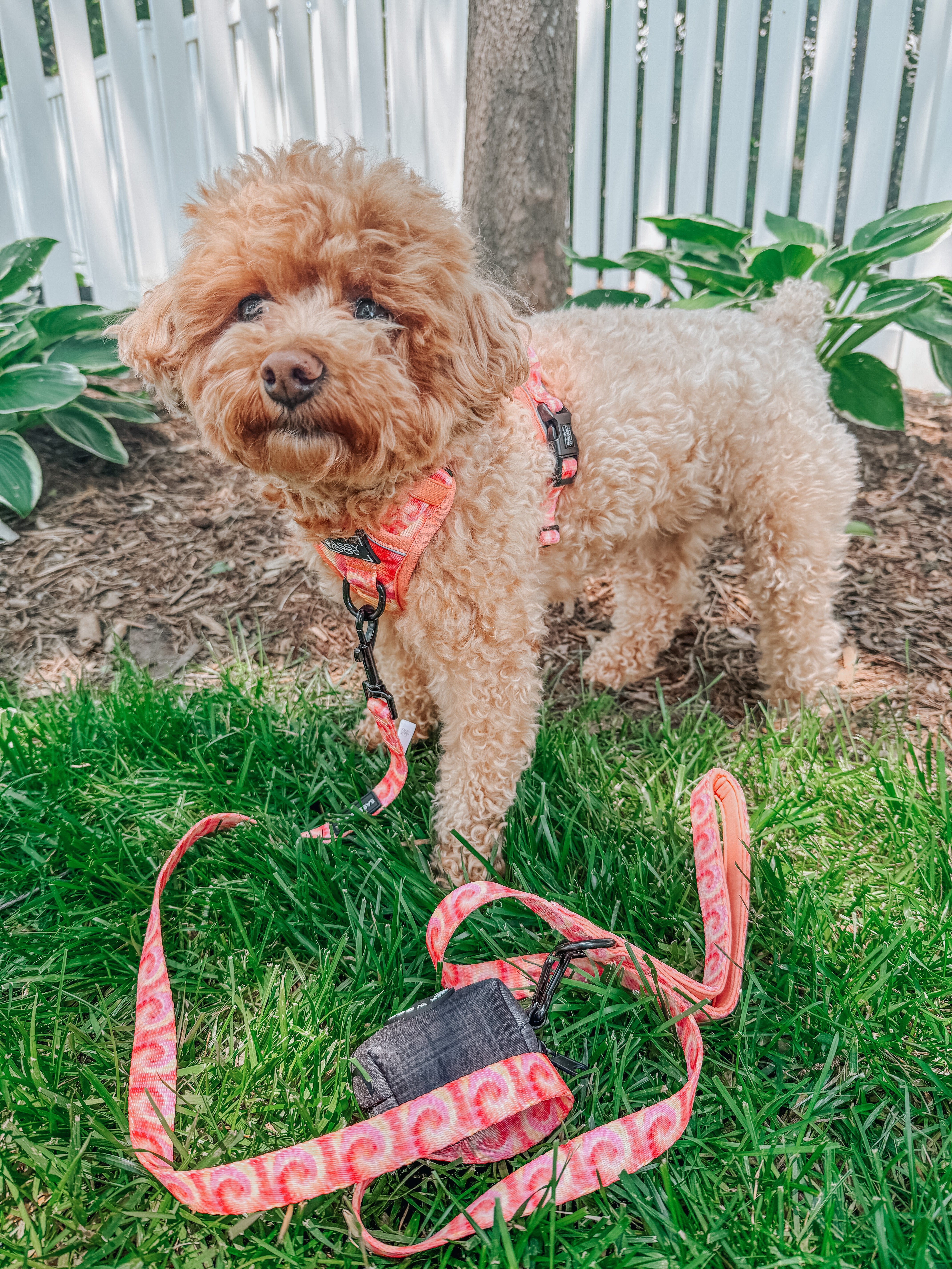 Dog Leash - Summer Sorbet
