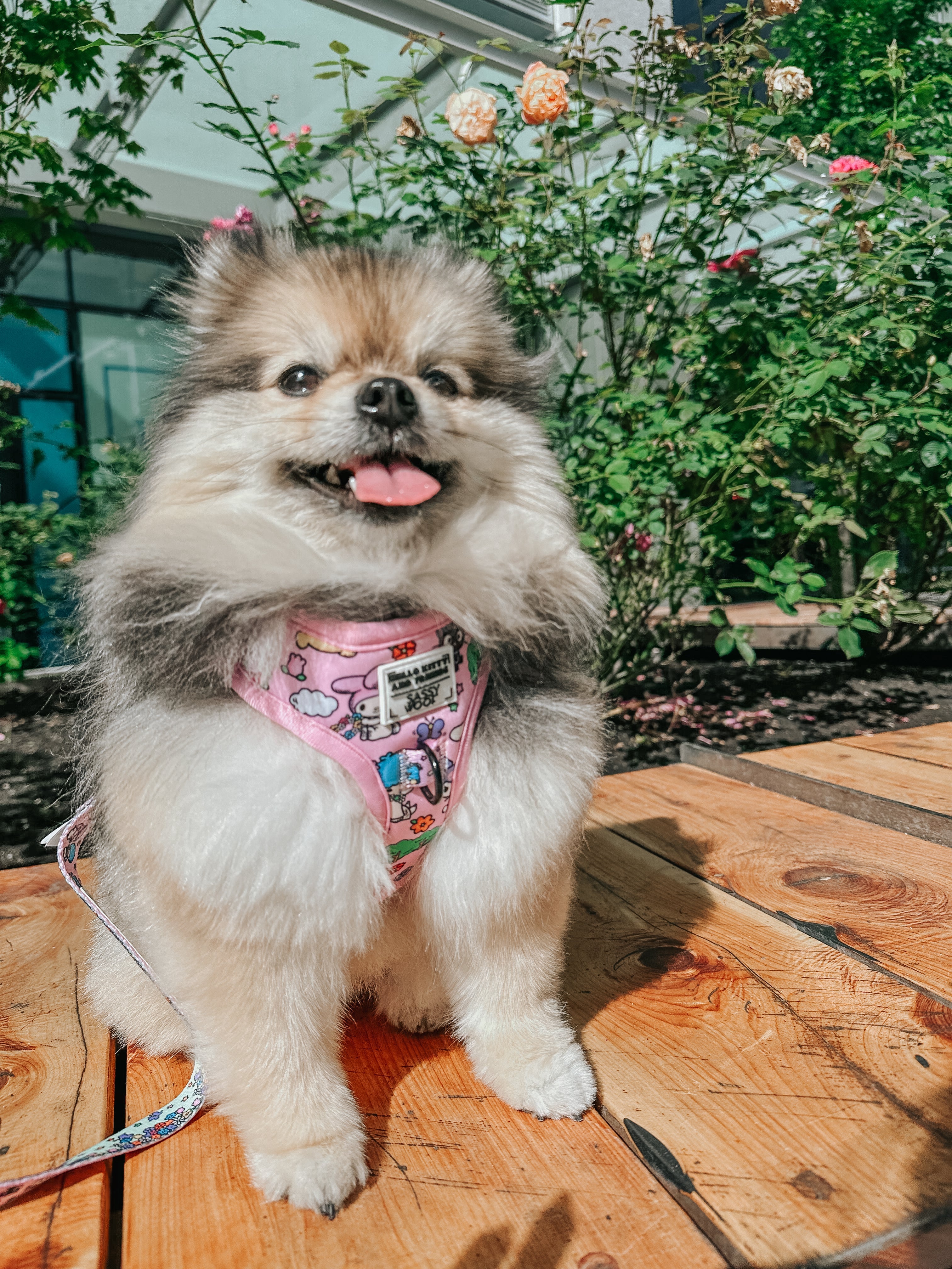Dog Two Piece Bundle - Hello Kitty® & Friends Flower Festival