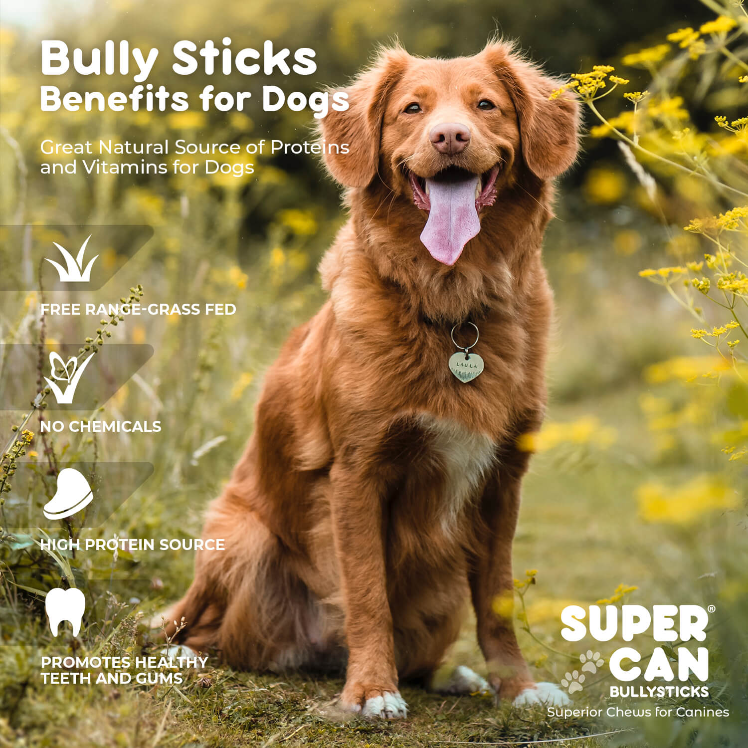 6" Junior Bully Sticks (25 sticks bag)