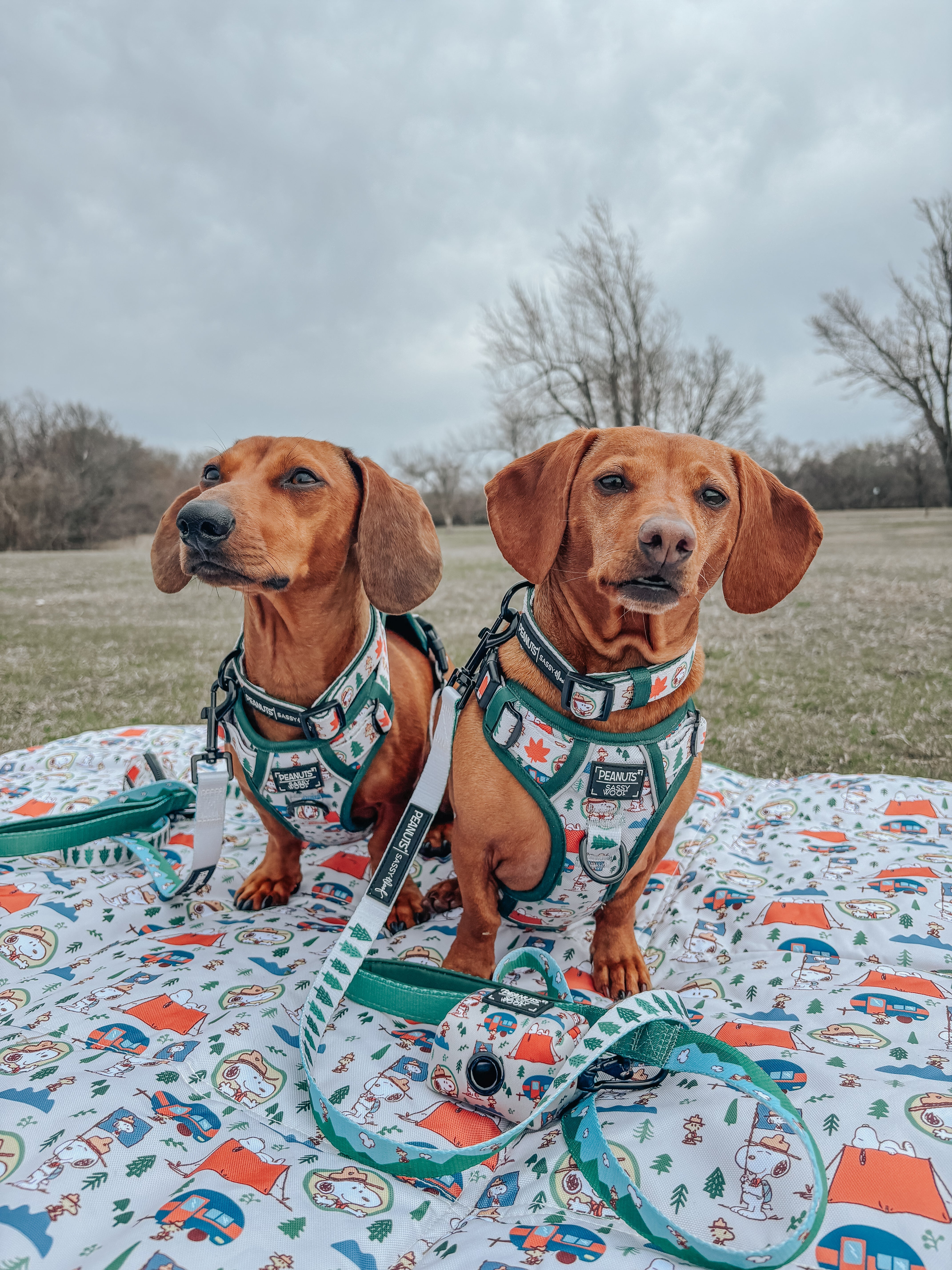 Dog Leash - Peanuts™ Beagle Scouts