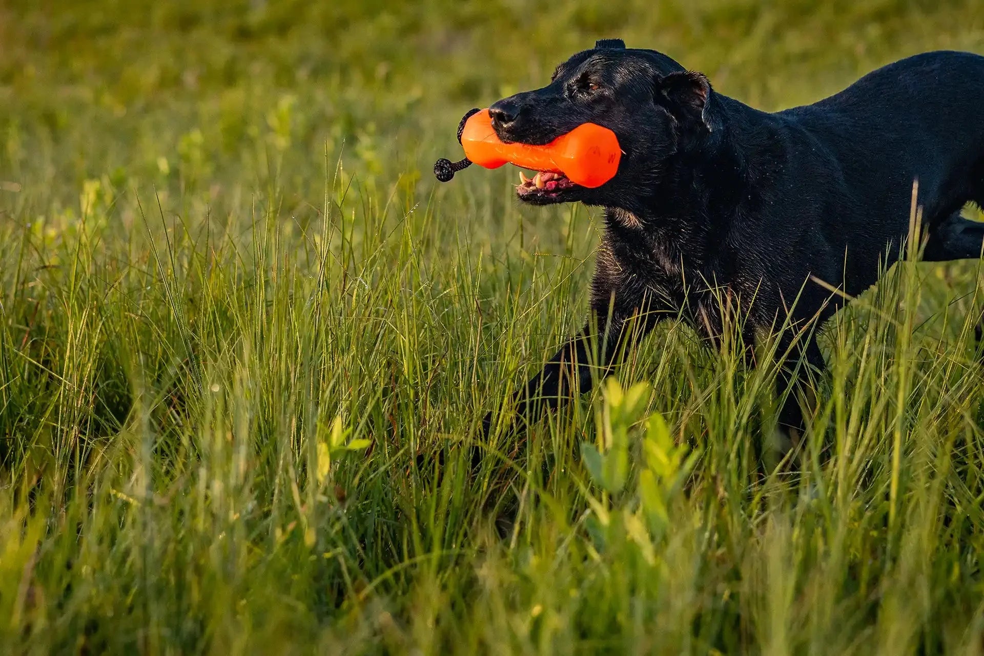 Barrows Training Bumper Pack - Orange