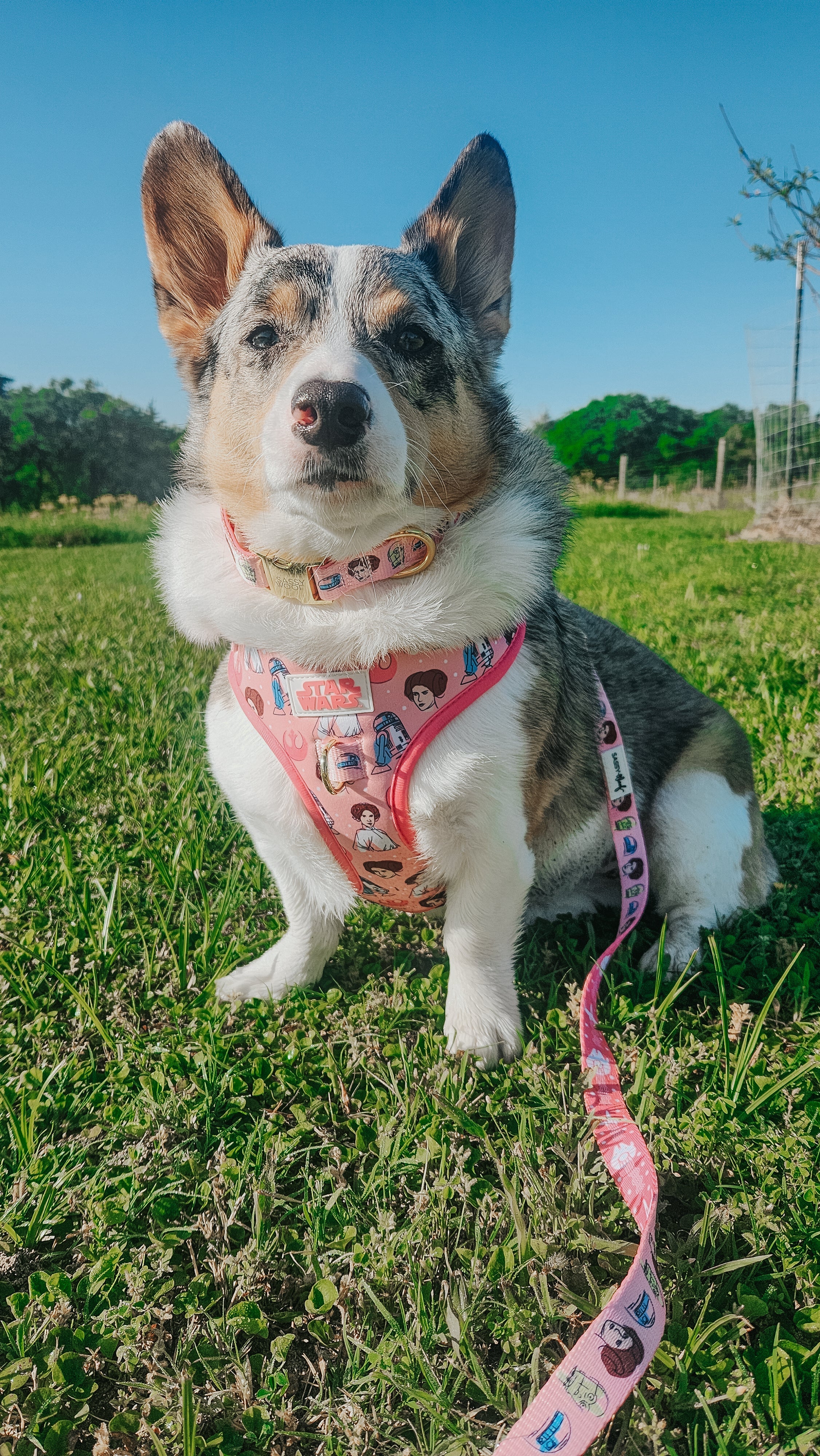 Dog Leash - STAR WARS™ Princess Leia