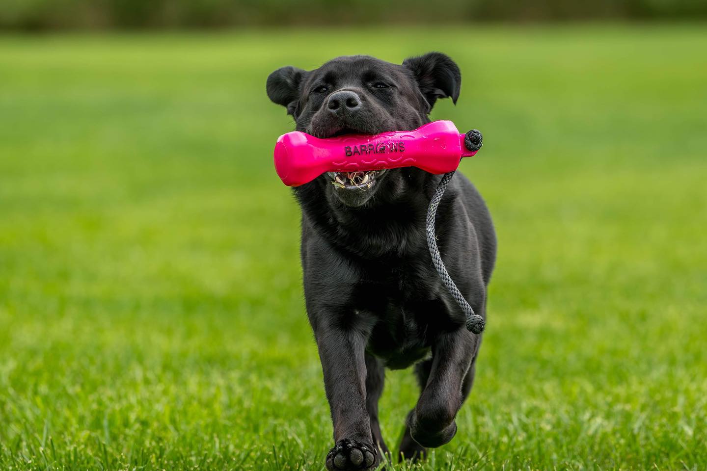 Barrows Training Bumper - Pink