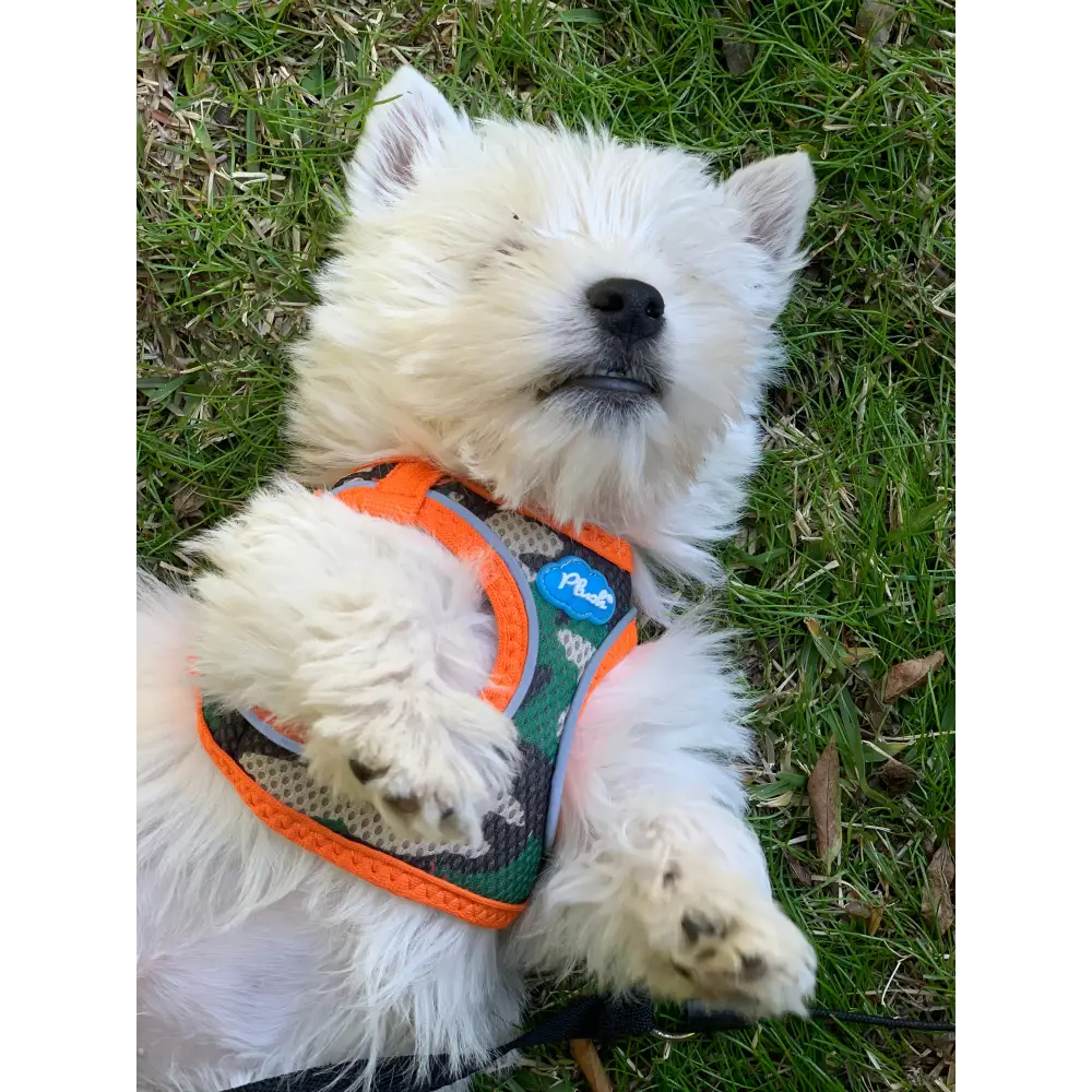 Plush Step In Air Mesh Harness - Camo/Orange
