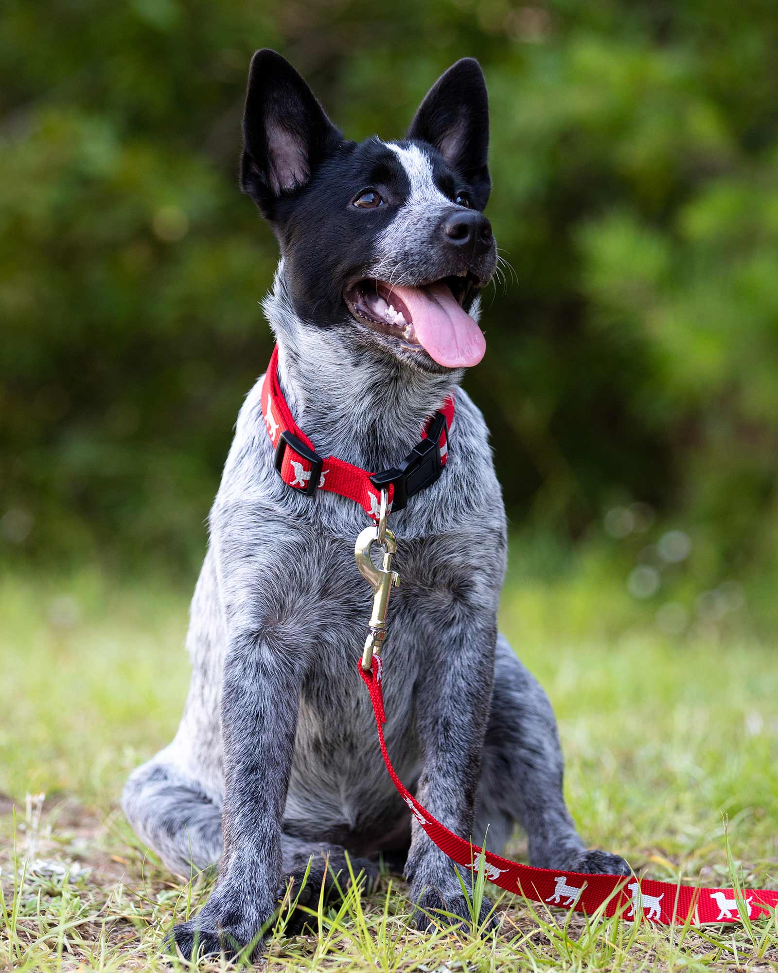 Jeffers Reflective Hound Series Nylon Dog Leash, 4 ft Long