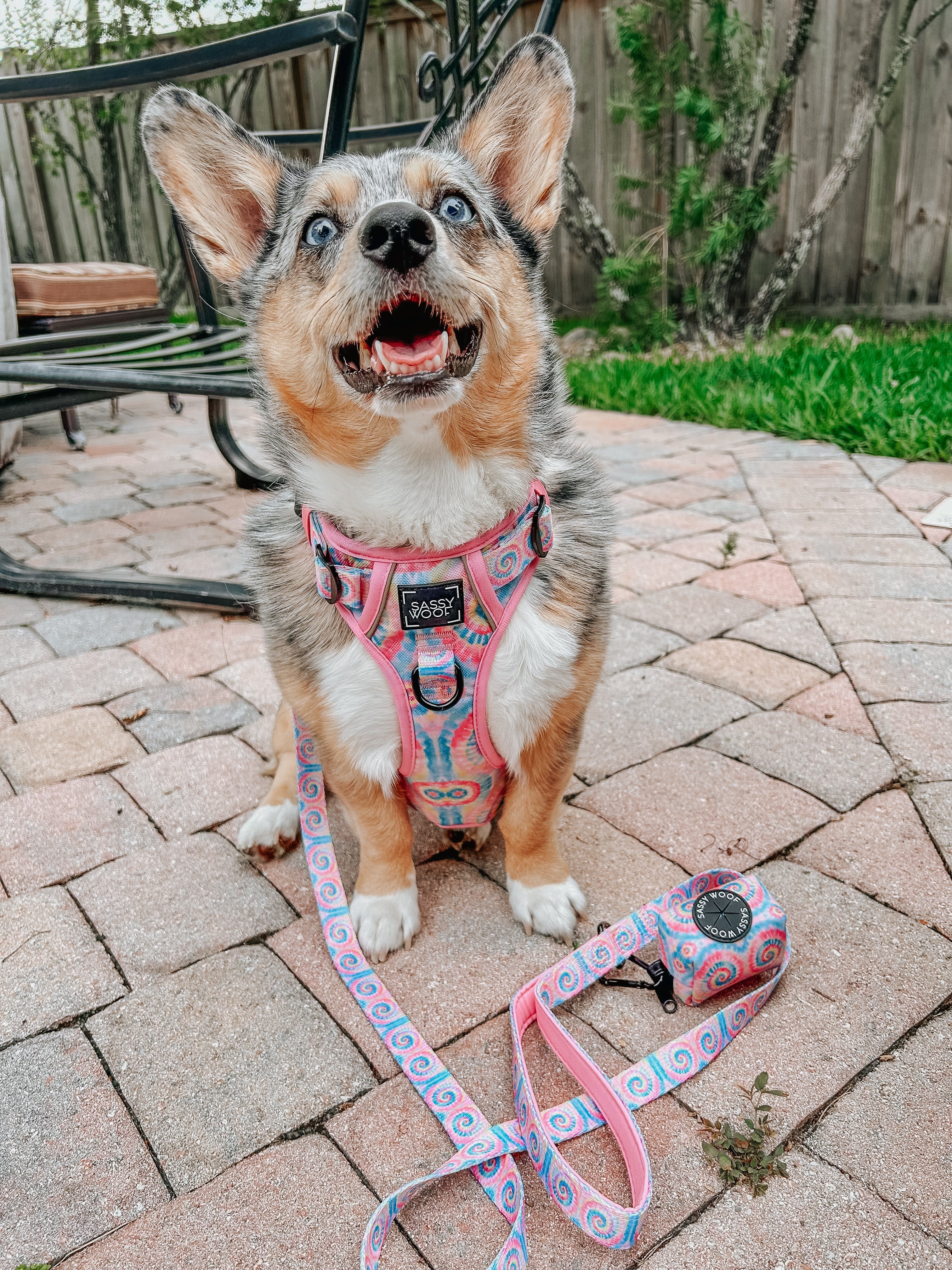 Dog Leash - Good Vibes