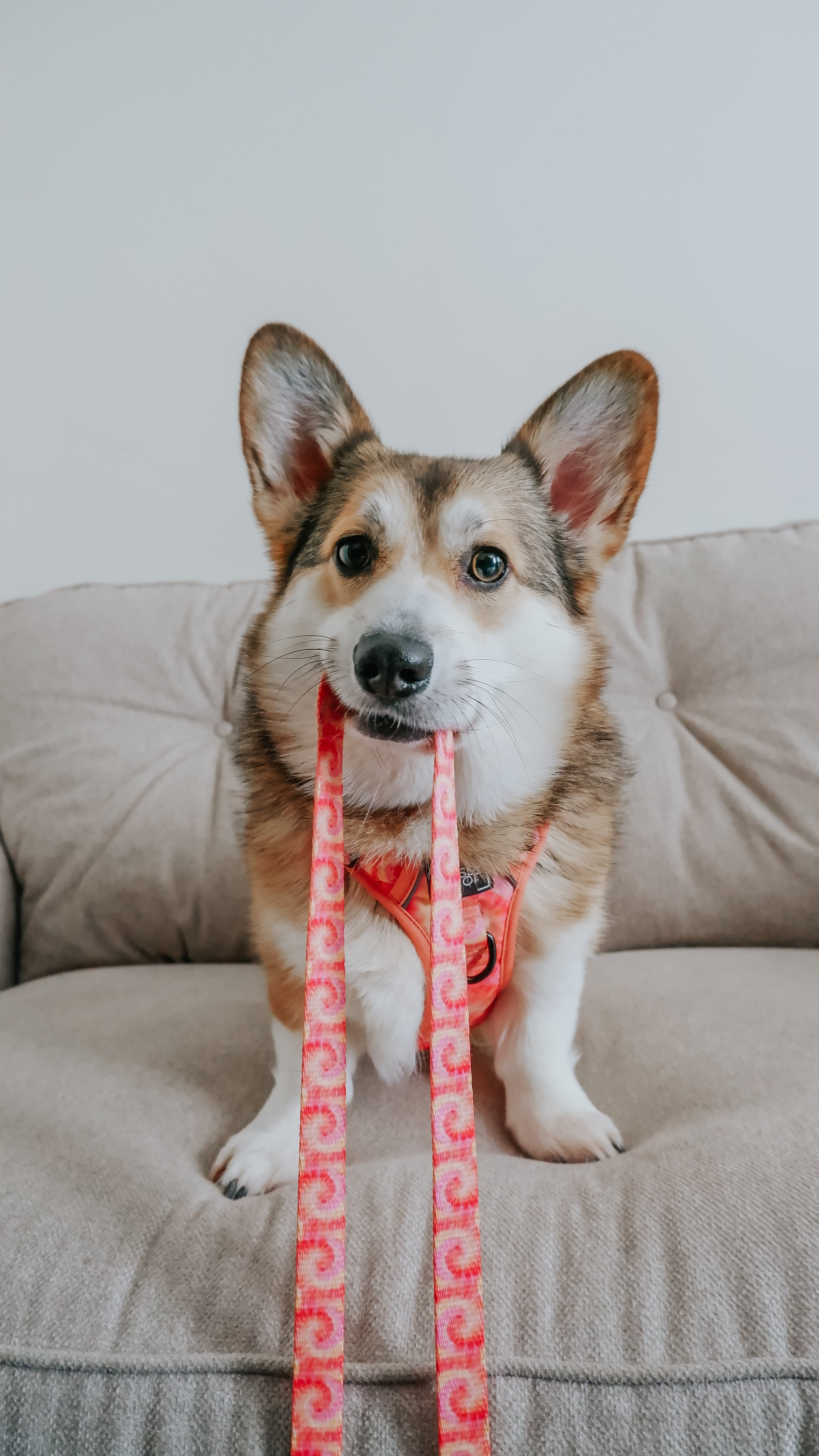 Dog Leash - Summer Sorbet