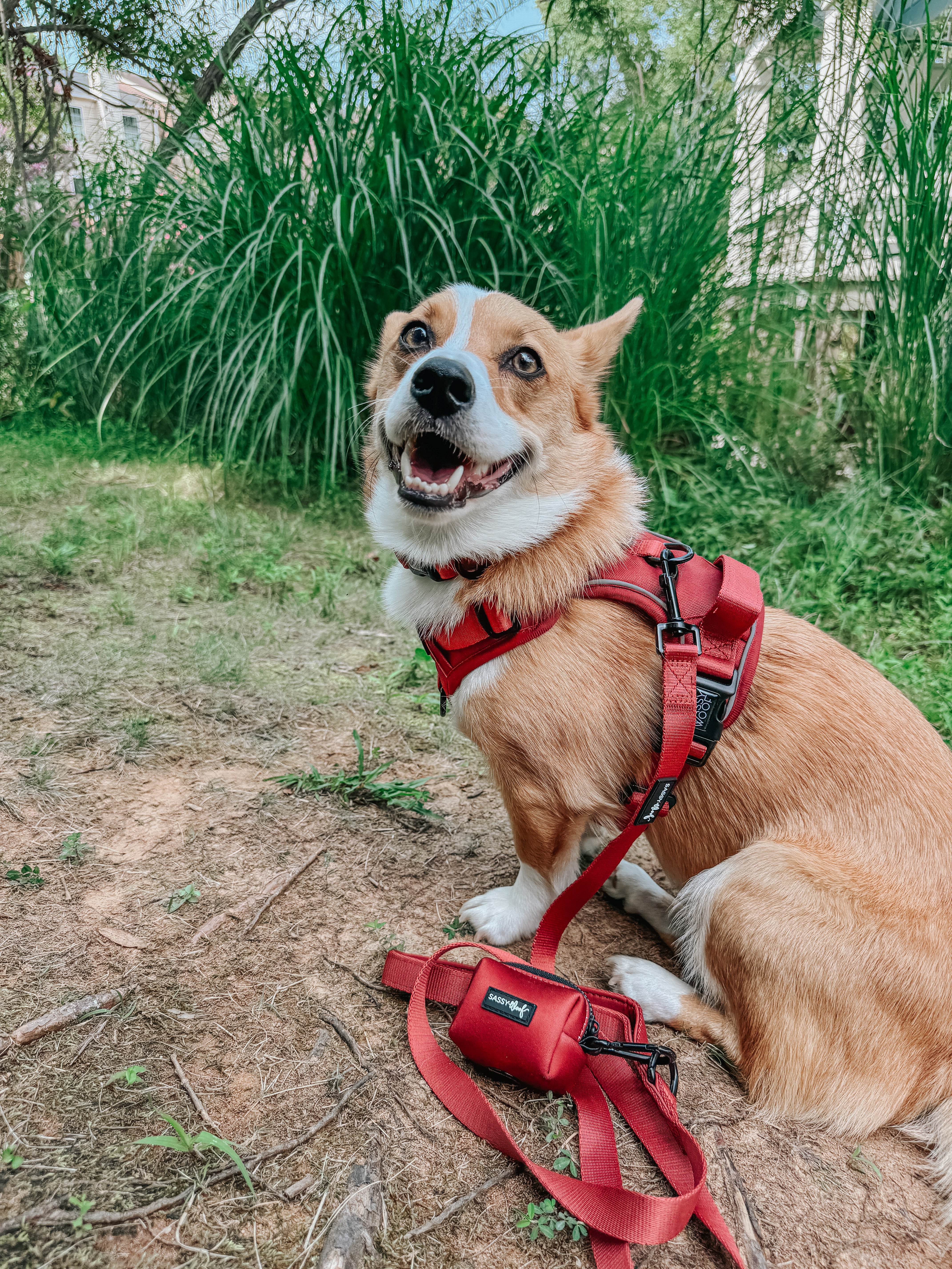 Dog Leash - Burgundy