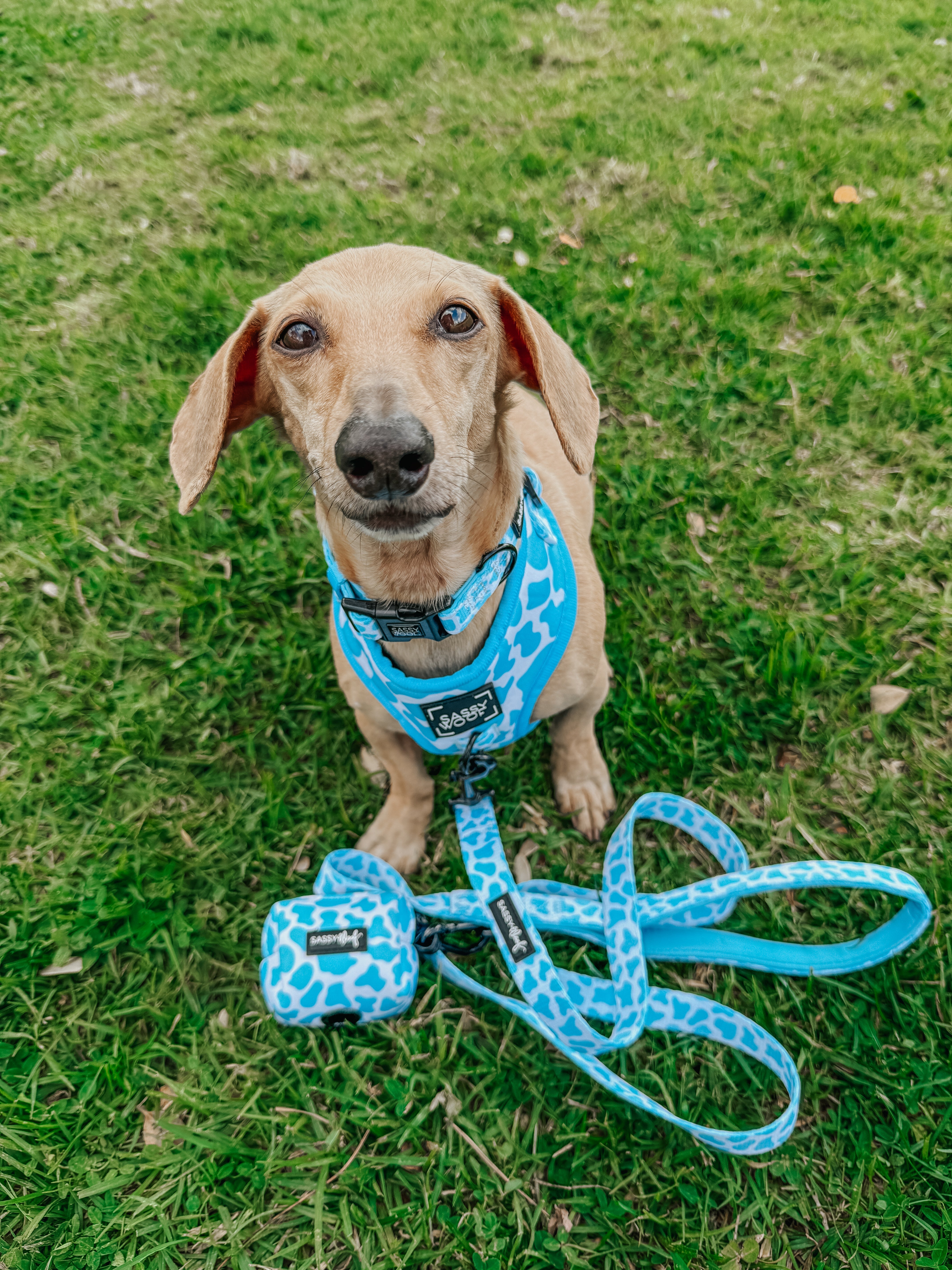 Dog Leash - Blueberry Milk