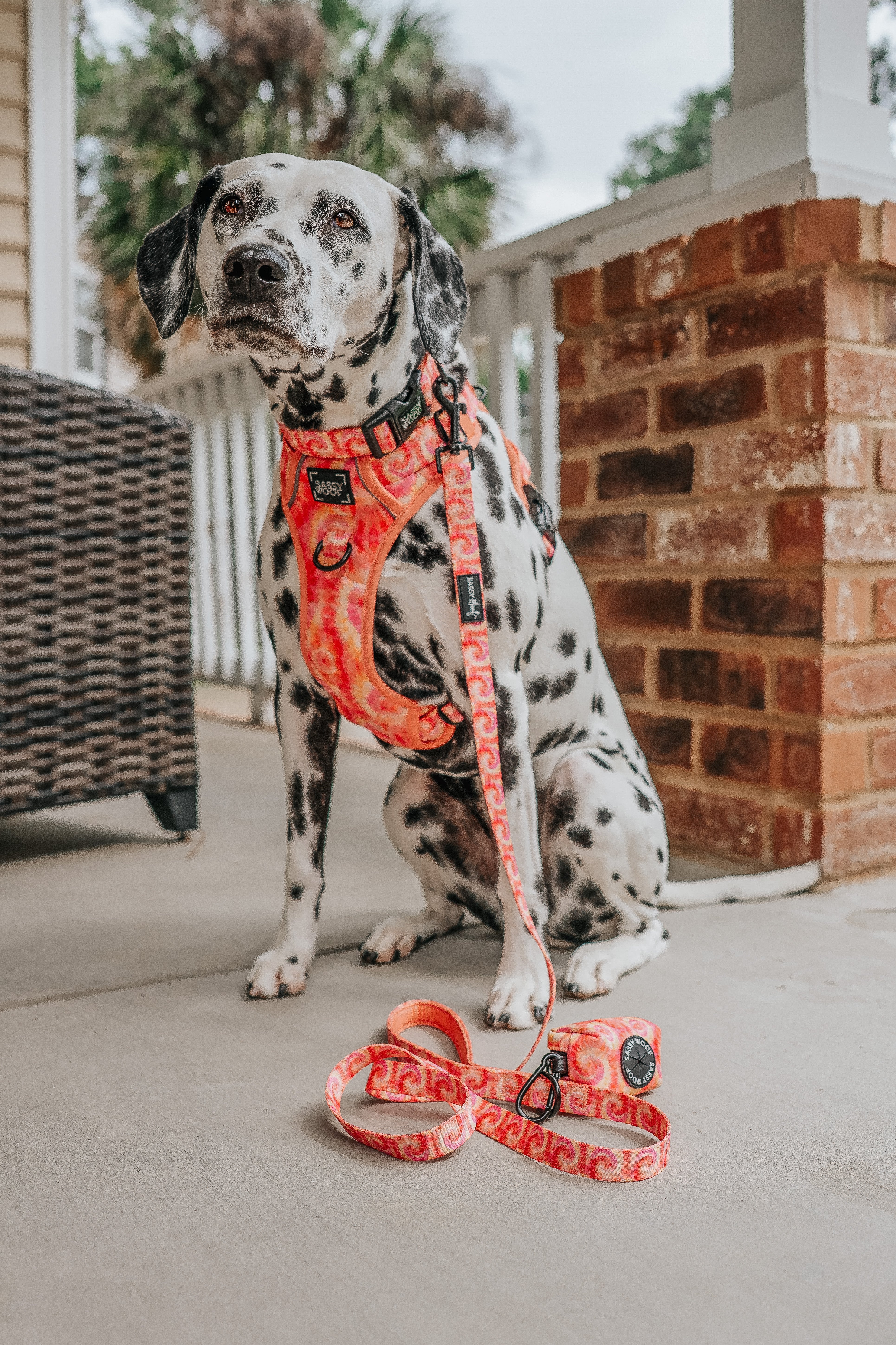 Dog Leash - Summer Sorbet