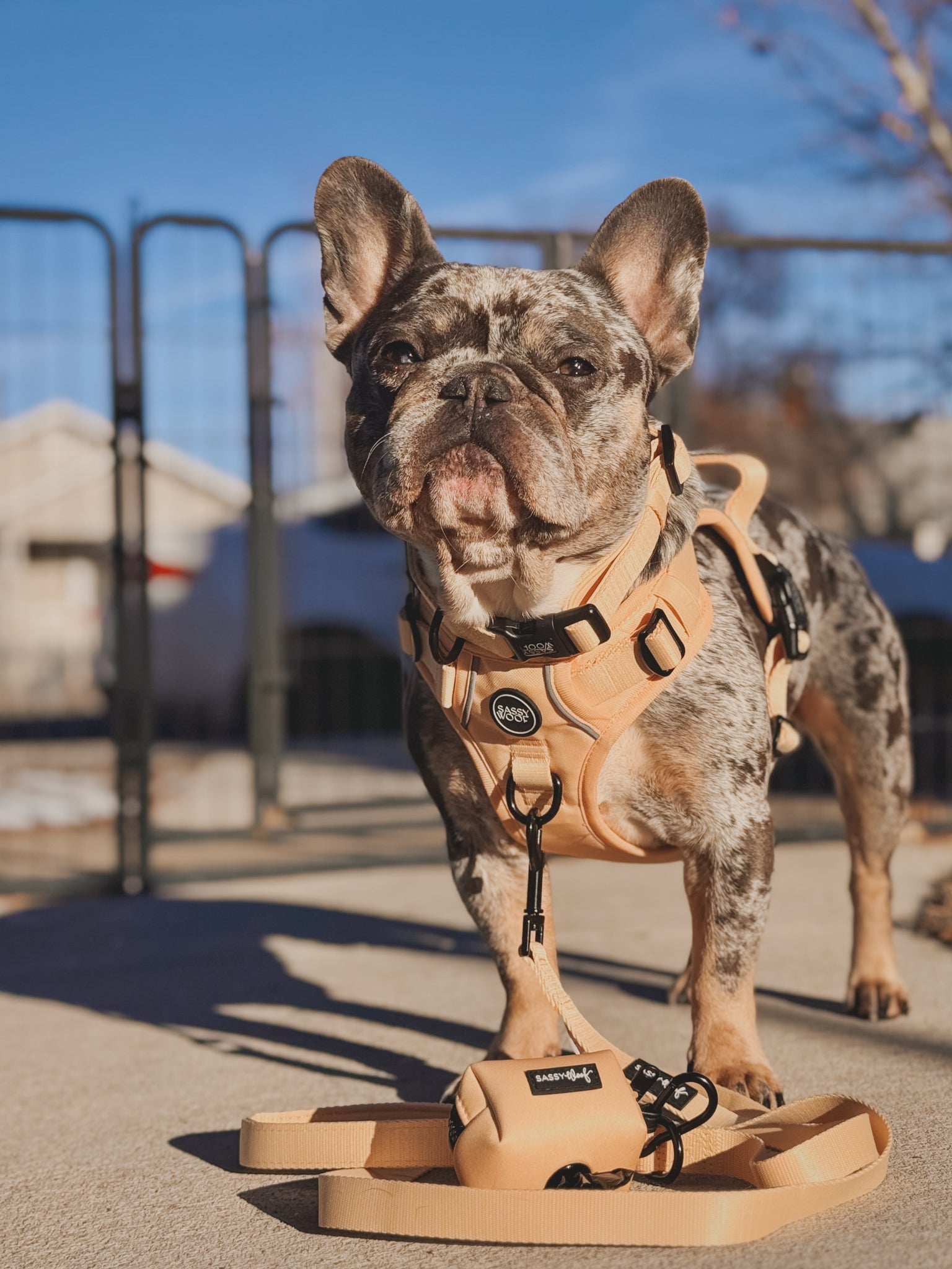 Dog Leash - Daffodil