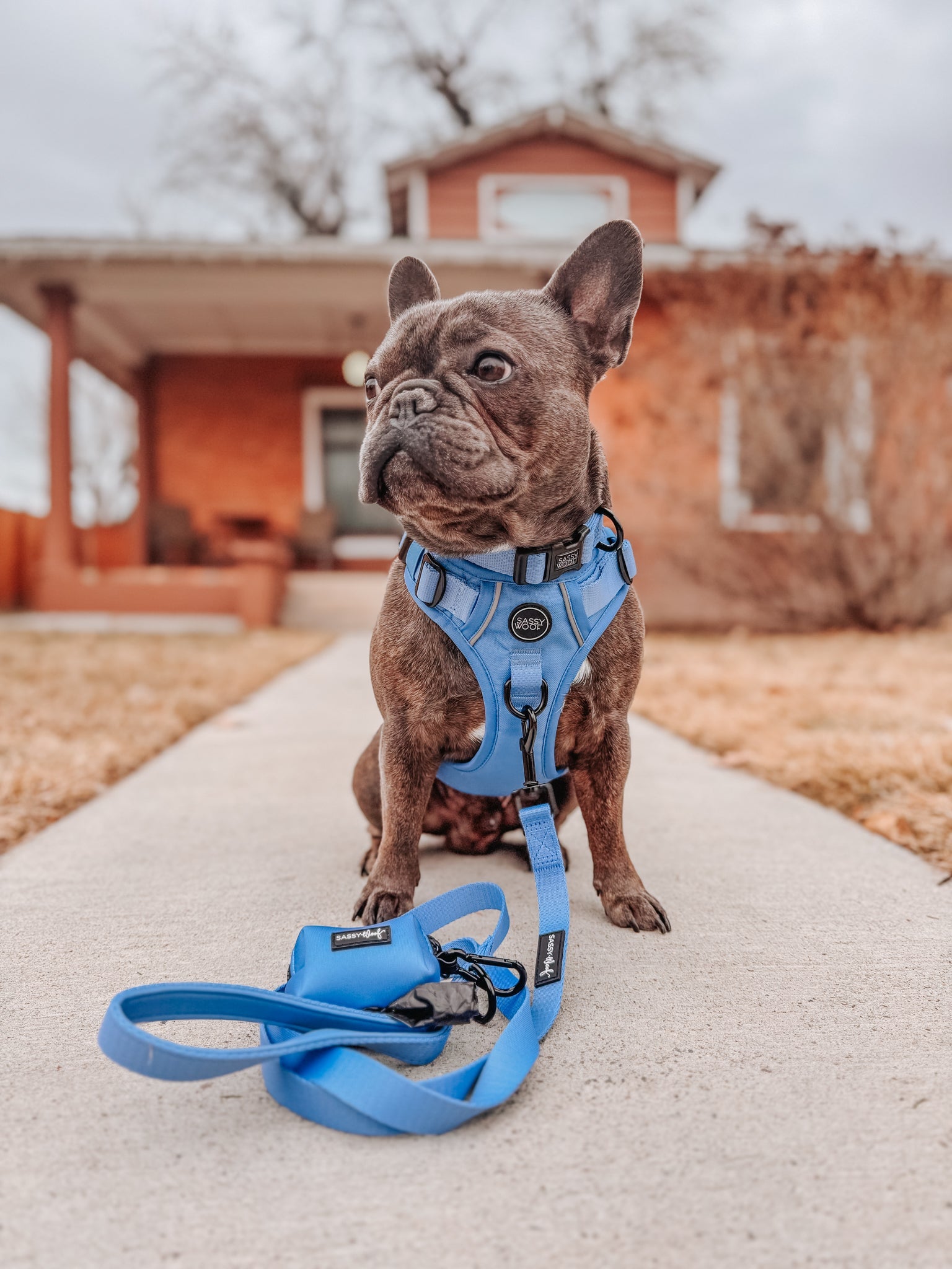 Dog Leash - Hydrangea