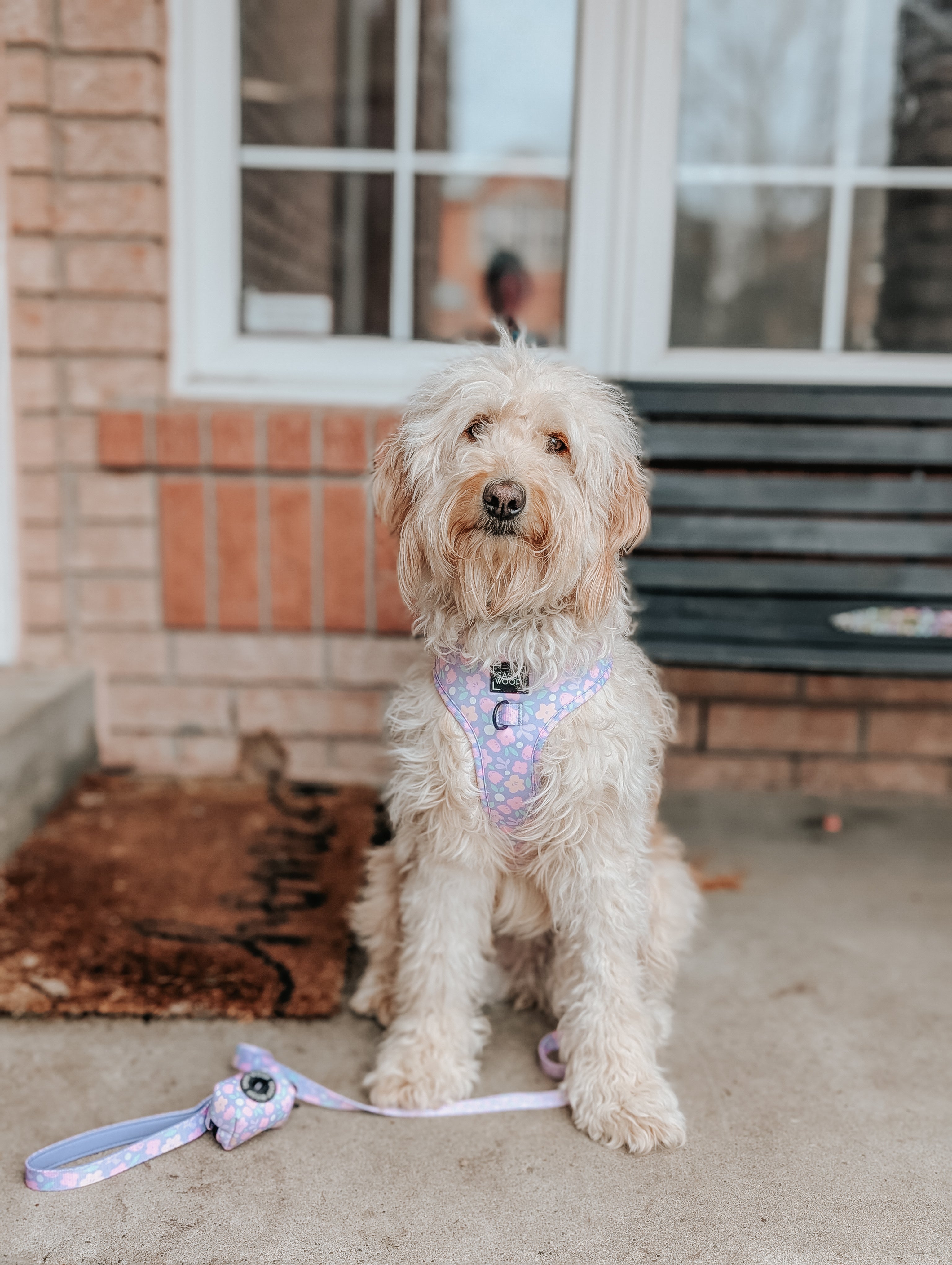 Dog Leash - Fleur de Sass