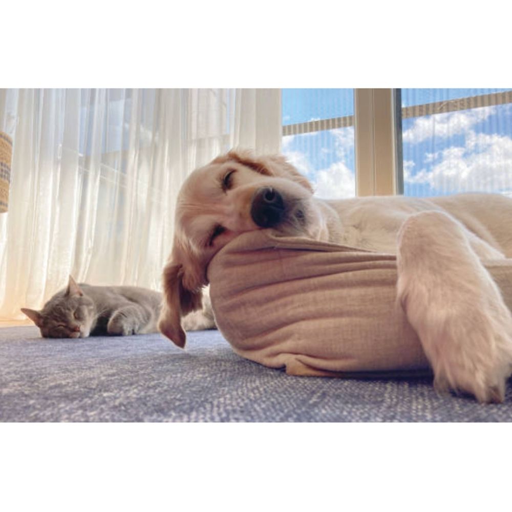 UBAVET UBACALM Calming Soft Chews for Dogs & Cats