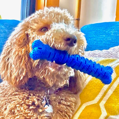 Large Natural Rubber Bone Toothbrush Toy Over 25 Lbs