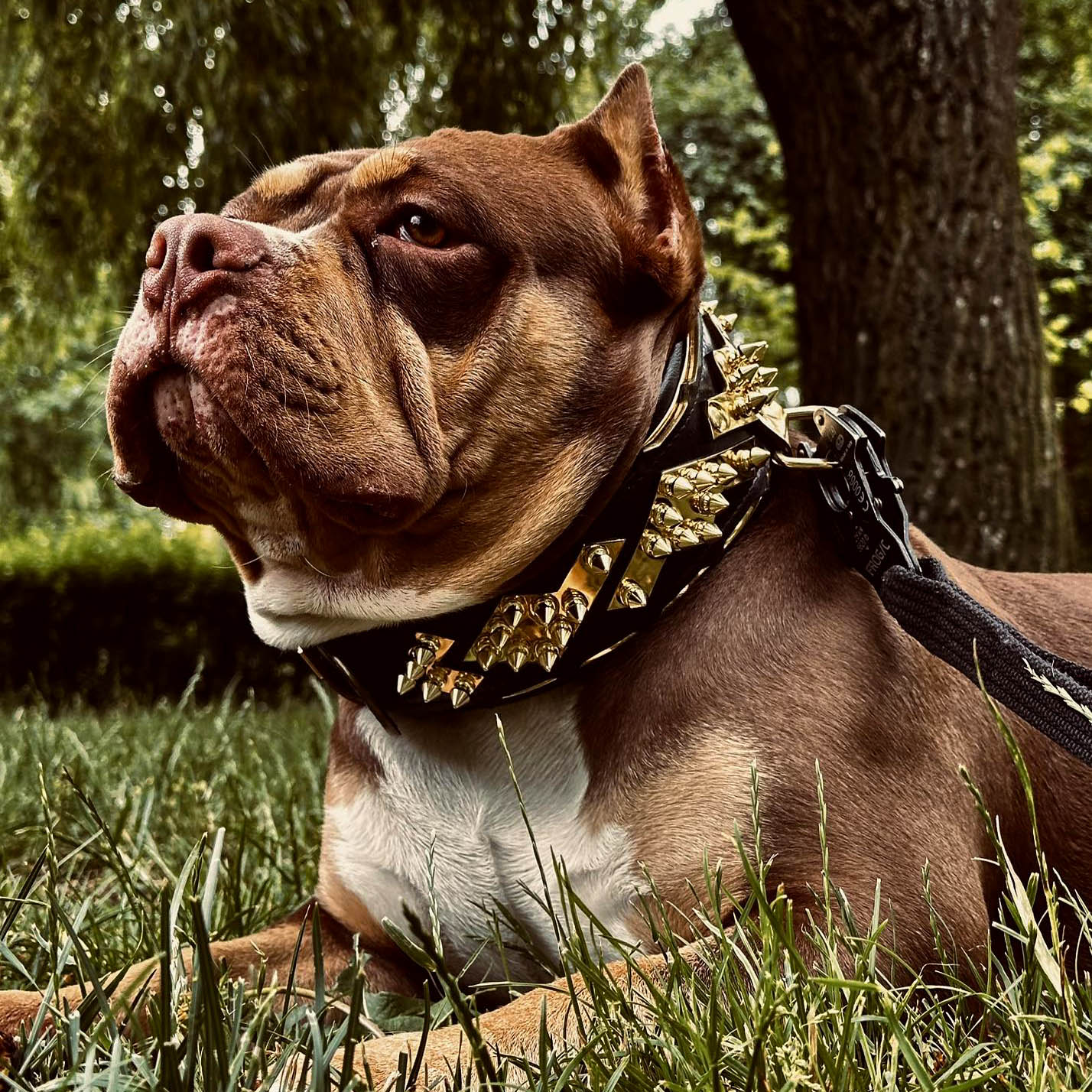 The Midas Collar Gold
